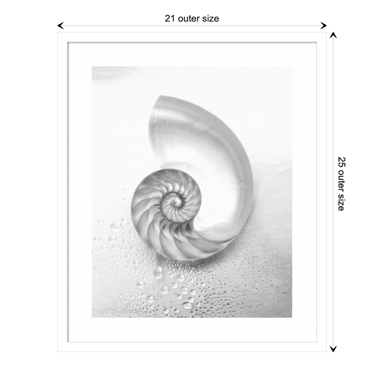 Pearl Nautilus Shell Cut In Half Showing Chambers by Design Pics Danita Delimont Wood Framed Wall Art Print